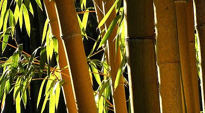 La Bambouseraie en Cévennes, un jardin botanique au goût de paradis