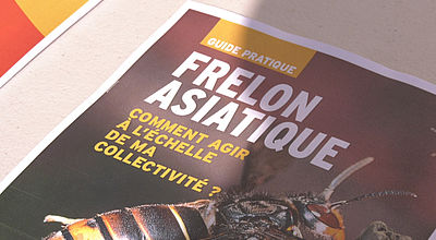 Lutte contre le frelon asiatique : la ville de Mèze distribue des pièges gratuits
