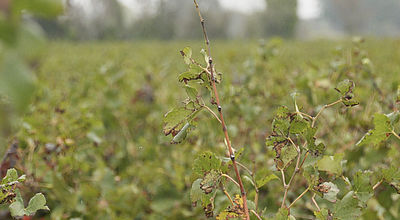 Prime à l'arrachage : Retirer les vignes... Et après ?