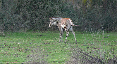 Animaux : Naissance rare d’une zébrelle à la Réserve Africaine de Sigean