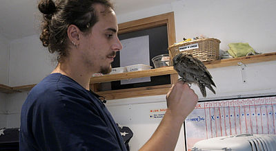 Matinée à l’hôpital Faune Sauvage avec Arthur, soigneur