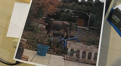 Aude : La préfecture ordonne l'abattage des vaches ''Casta'' qui divaguent