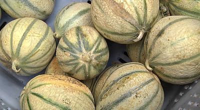 Table ouverte : Les distributions de fruits et légumes gratuits se poursuivent