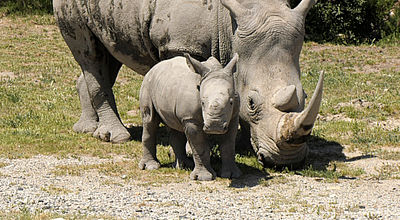 Bienvenue à Iboko ! 5e rhinocéros blanc né à la Réserve Africaine de Sigean