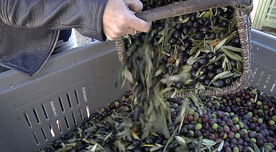 Les olivades : Récoltez vos olives contre le gaspillage
