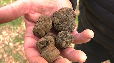 Sécheresse : La récolte des truffes noires catalanes en souffrance