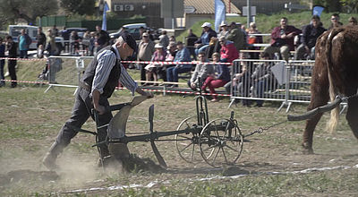 Baillargues : Ils creusent leur sillon sur la terre méridionale... À l'ancienne !