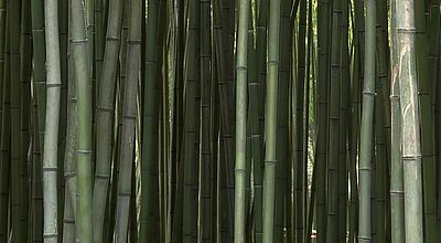 Bambouseraie : Quand l'art du bambou s'illumine sous le soleil des Cévennes