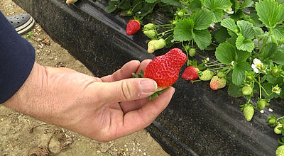 Top départ de la cueillette des fraises dans le Gard