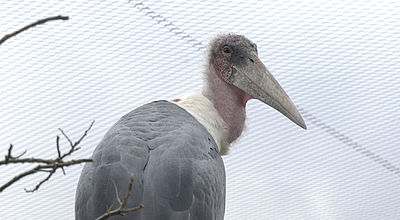 La réserve de Sigean protège ses espèces contre la grippe aviaire
