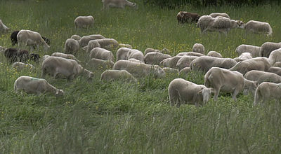 Economie : La Région Occitanie veut renforcer la filière laine
