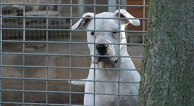 Le Noël des animaux à la SPA pour sensibiliser aux abandons lors des fêtes