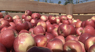 Vergers éco-responsables : Achetez les pommes que vous cueillez