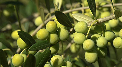 Pyrénées-Orientales :  Une récolte d’olives en baisse à cause de la sécheresse