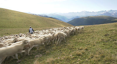 Agneau des Pyrénées : Fin des estives pour les brebis et début de l'agnelage