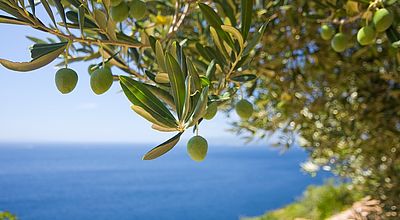 Fête de l'olive : Un fruit toujours aussi surprenant