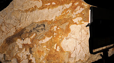 Grotte Cosquer : Des dessins préhistoriques devenus presque immortels