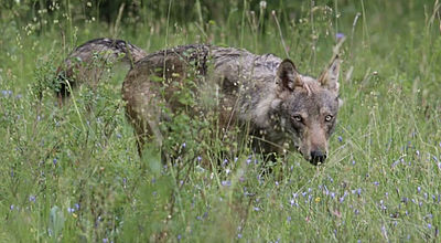 Les conséquences du déclassement de la protection du loup