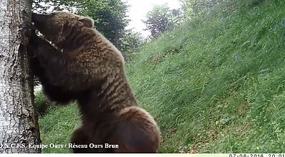 Deux ours seront introduits dans les Pyrénées-Atlantiques à l'automne