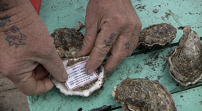 Leucate : Une technique originale pour piéger les voleurs d’huîtres