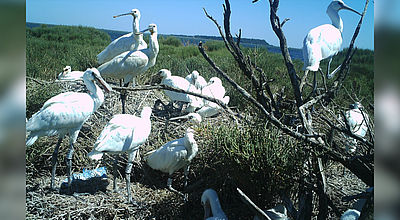 Mission nettoyage afin d'aider à la préservation des espèces d'oiseaux