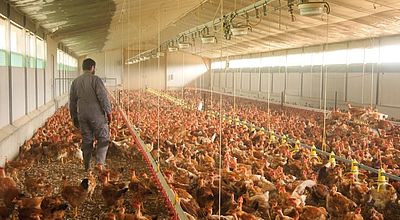 Grippe Aviaire : Abattage de toutes les volailles dans 39 communes du Gers