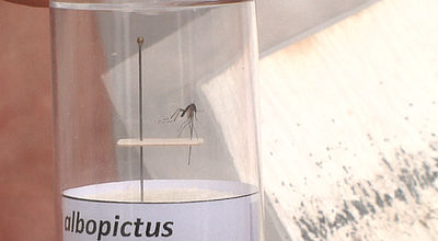 Températures élevées : Les moustiques prolifèrent