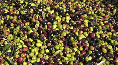 Aude : Une belle année pour la production d'olives de table et d'huile d'olive