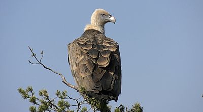 Le virus de la grippe aviaire détecté sur un vautour en Sud-Aveyron