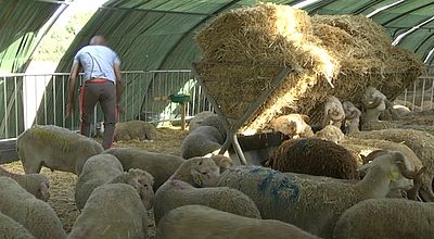 Aïd : Des abattoirs temporaires pour le mouton