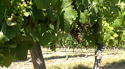 Oenotourisme : le haut-garonnais table sur le patrimoine viticole de Fronton