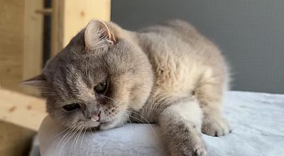 Un hôtel pour chats ouvert depuis fin mai aux portes de Toulouse