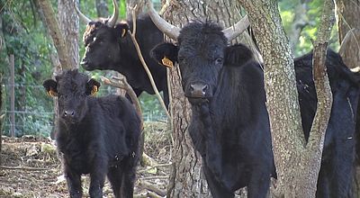 Culture camarguaise : L'exception fait-elle la tradition ?