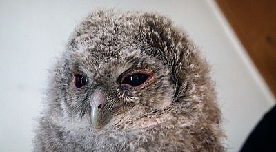 Insolite : Eugénie, la chouette hulotte était tombée du nid ... et Sidonie sa progéniture aussi