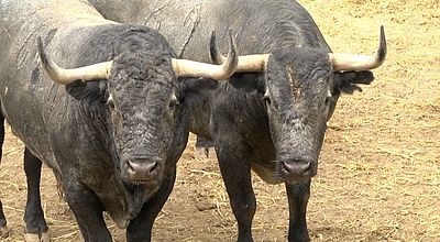 Feria de Nîmes : Les toros ou l'insoluble incertitude de la tauromachie