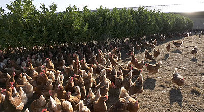 Lescout : Le projet d'extension d'un élevage de poules pose question