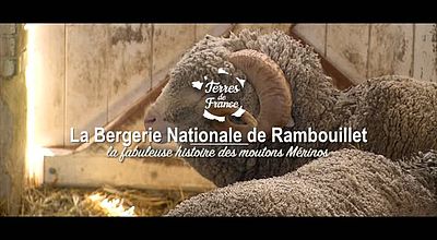 La fabuleuse histoire des moutons Mérinos de la Bergerie Nationale de Rambouillet