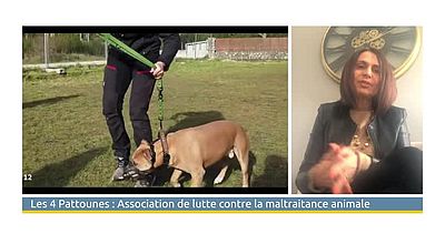 video | Les 4 Pattounes : Association de lutte contre la maltraitance animale