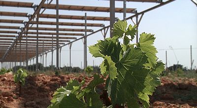 Tresserre : Vigne connectée, une culture innovante