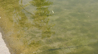 Au Lac de la Ramée, la baignade interdite jusqu'à nouvel ordre
