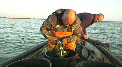 Pêcheurs désemparés : Le crabe bleu détruit tout sur l'étang de Canet