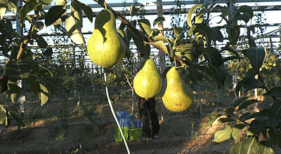 Pyrénées-Orientales : Récolte des premières poires agrivoltaïques