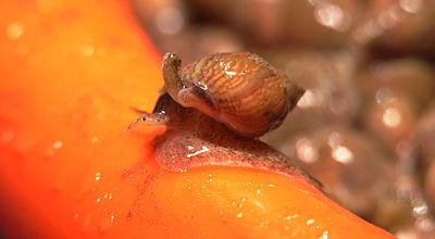 La Noisette de mer : l’escargot méconnu de la Méditerranée