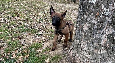 Castres : Une association vole au secours de sept chiots malinois en détresse