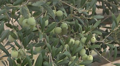 Récolte 2018 : Une olive frileuse