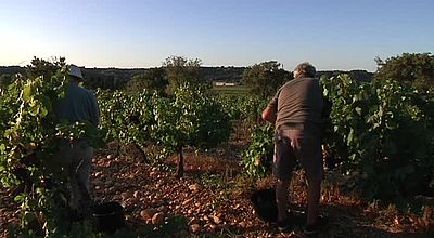 Les vignerons gardois exigent de la grande distribution un réajustement des tarifs de vente