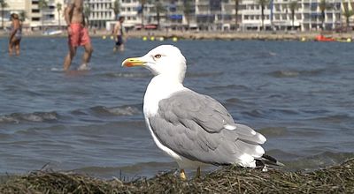 Septembristes : ils ont choisi la rentrée... dans l'eau