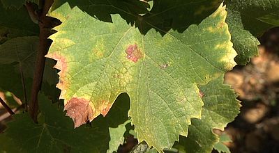 Clos de la Fontaine : Une feria des Vendanges... sans vendanges