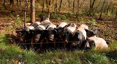 Les Cochons de Coco : une reconversion réussie au cœur du Lot