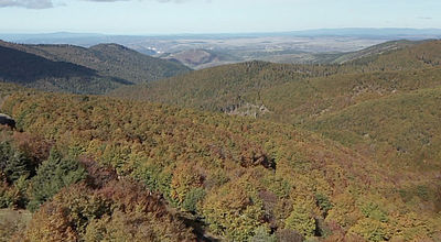 Sur la route du brame du cerf